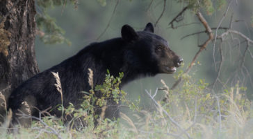 A Black Bear Sitting At The Base Of A Tree