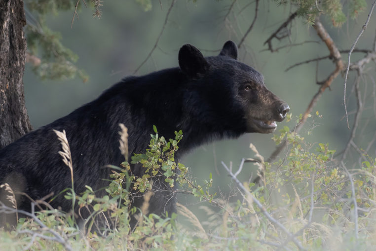 A Black Bear Sitting At The Base Of A Tree