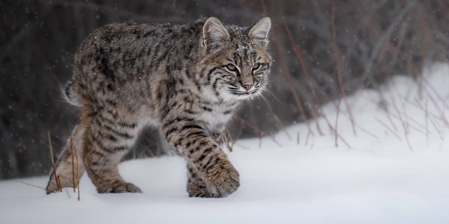A Bobcat Walking Through Snow Covered Willows