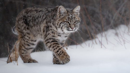 A Bobcat Walking Through Snow Covered Willows