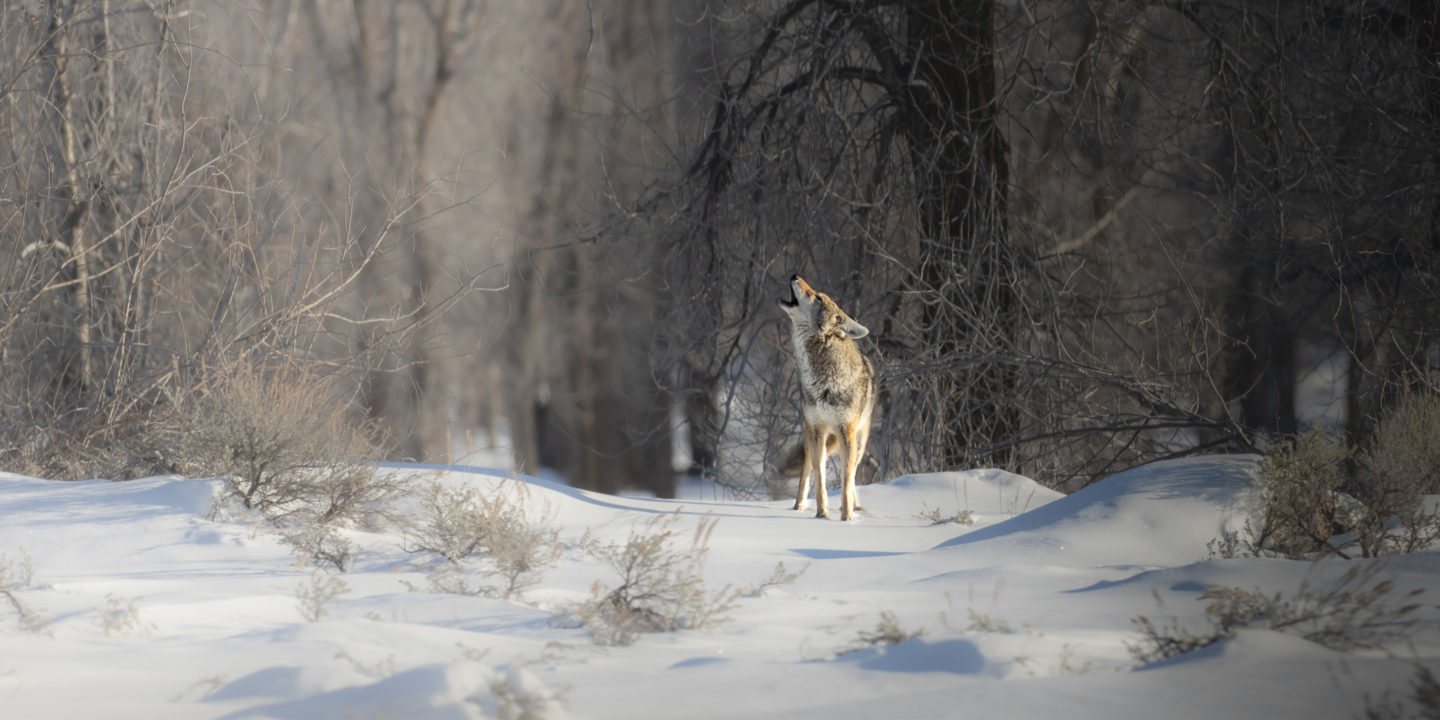 Coyote Howling In Front of Snowy Cotton Wood Trees
