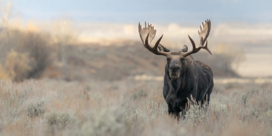 Bull Moose Standing In Sage Brush Field Making Eye Contact