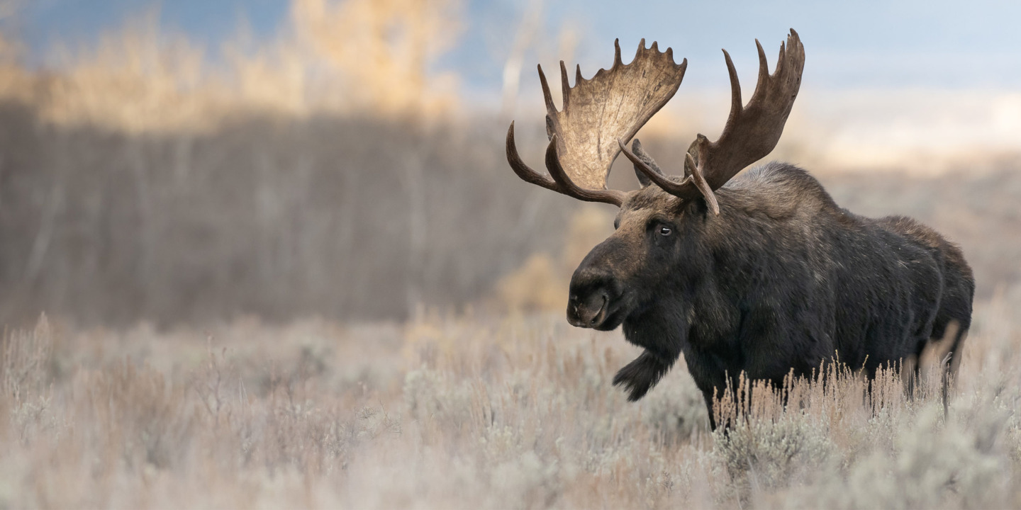 A Bull Moose Walking In Sage Brush During Fall Color