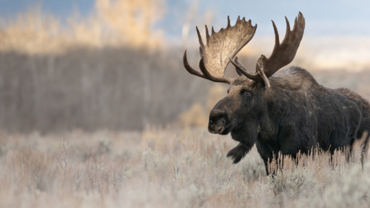 A Bull Moose Walking In Sage Brush During Fall Color
