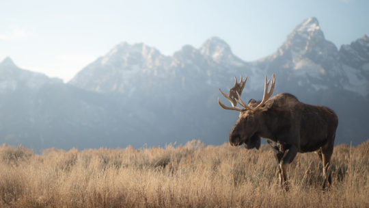 Bull Moose Walking Through Field In Front Of Grand Teton Mountains