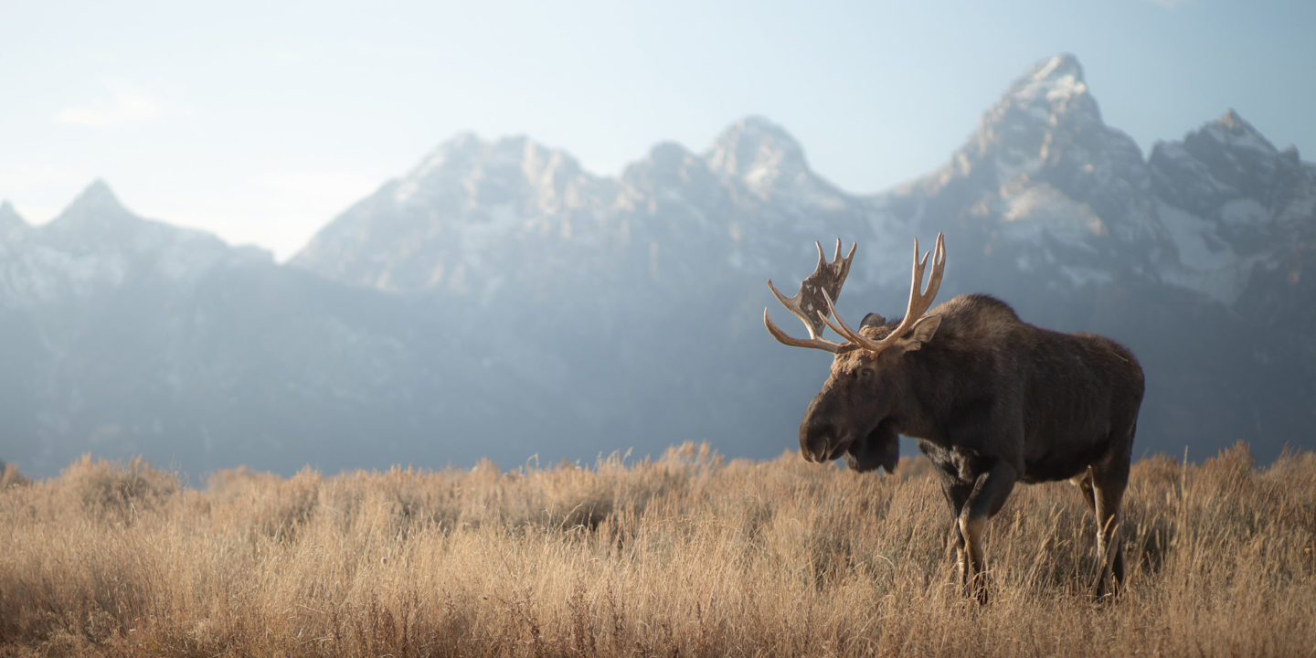 Bull Moose Walking Through Field In Front Of Grand Teton Mountains