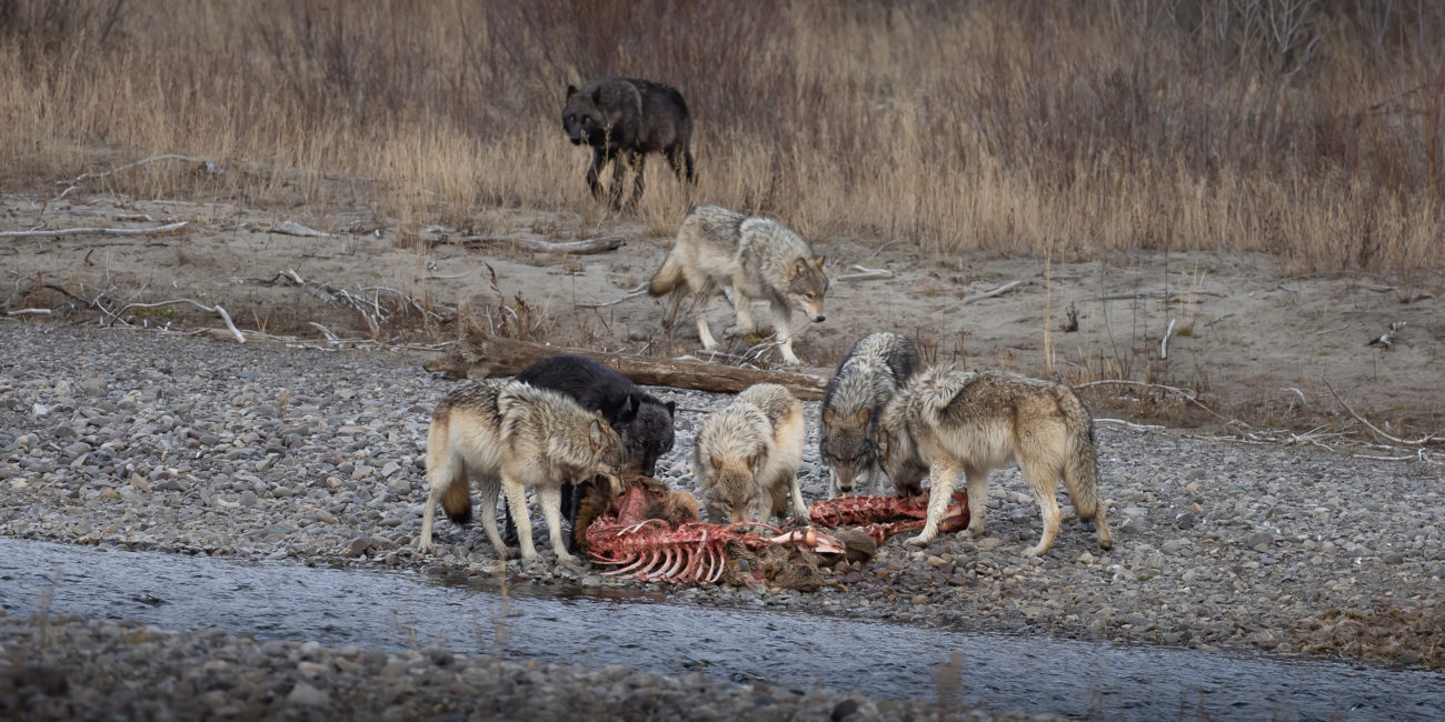 Escape Wolves Winter Warriors: Wolves - Jackson Hole Wildlife Safaris