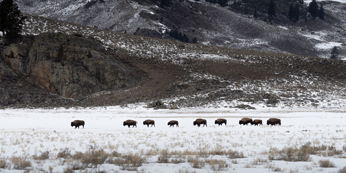A Herd Of Bison Walking In A Sage Brush Field Covered in Snow