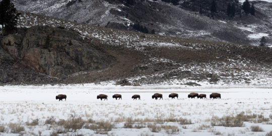 A Herd Of Bison Walking In A Sage Brush Field Covered in Snow
