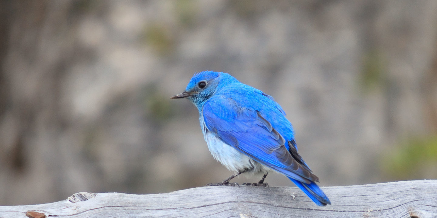 A Mountain Bluebird, First Sign Of Spring In The Rocky Mountains, Sits Perched On A Downed Tree In Grand Teton National Park