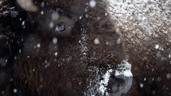 A Bison Gets Slowly Covered In Snowflakes While Standing Out In The Winter Snow In Grand Teton National Park