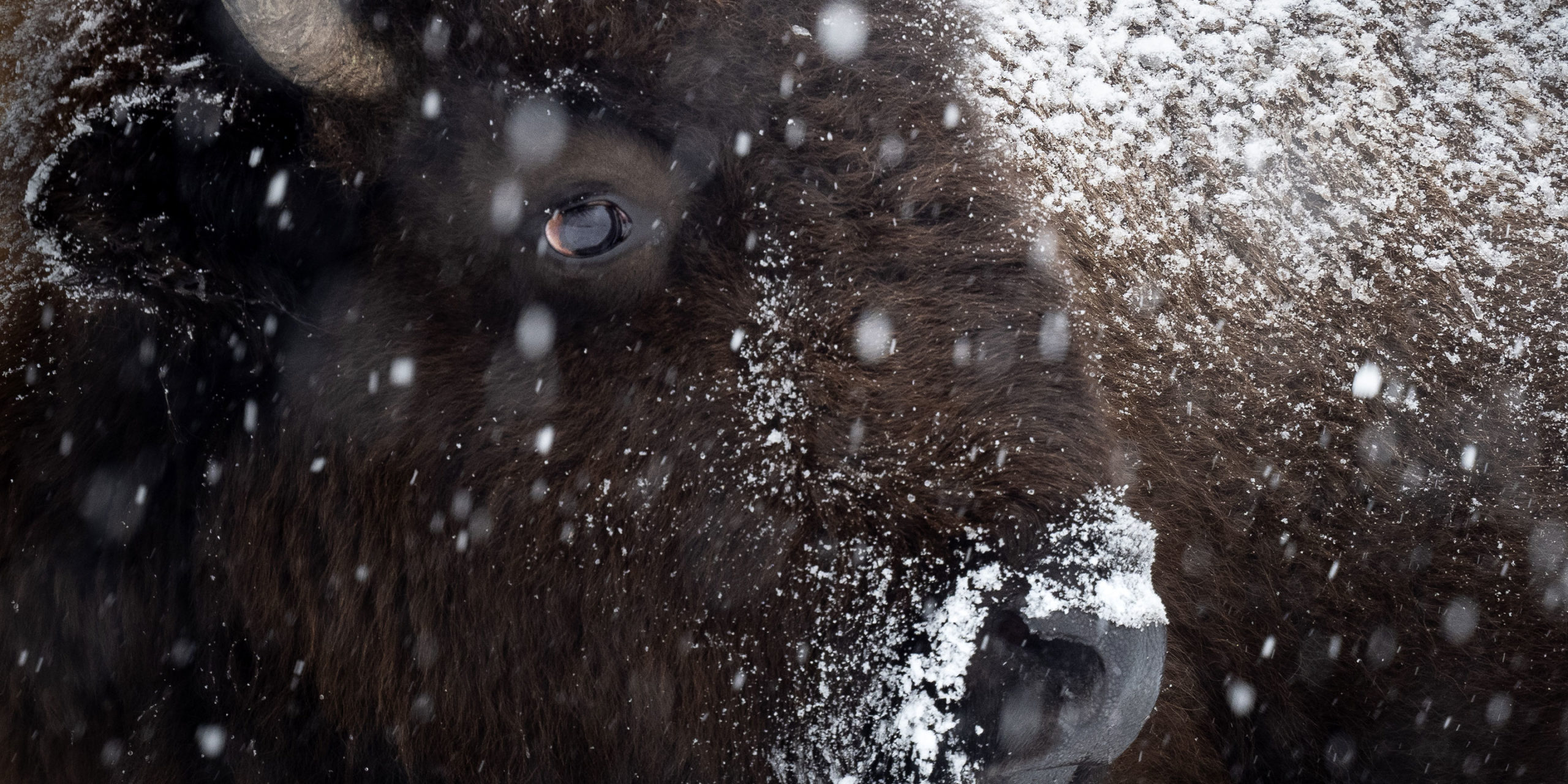 A Bison Gets Slowly Covered In Snowflakes While Standing Out In The Winter Snow In Grand Teton National Park