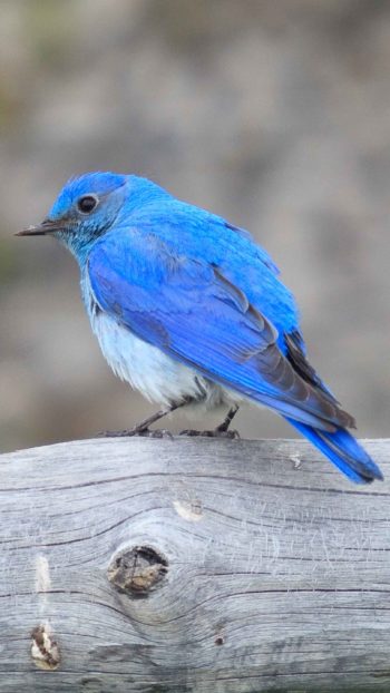 A Mountain Bluebird, First Sign Of Spring In The Rocky Mountains, Sits Perched On A Downed Tree In Grand Teton National Park