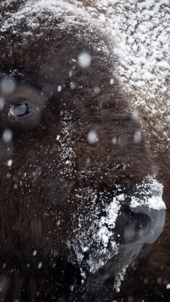 A Bison Gets Slowly Covered In Snowflakes While Standing Out In The Winter Snow In Grand Teton National Park