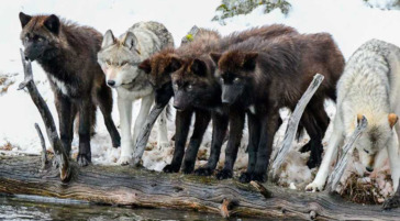 Wolves Stand Together In A Pack At The Water's Edge In Yellowstone National Park