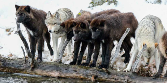 Wolves Stand Together In A Pack At The Water's Edge In Yellowstone National Park