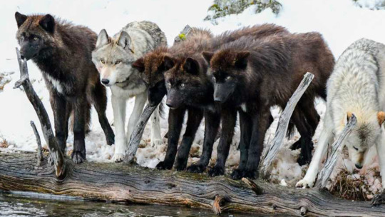 Wolves Stand Together In A Pack At The Water's Edge In Yellowstone National Park