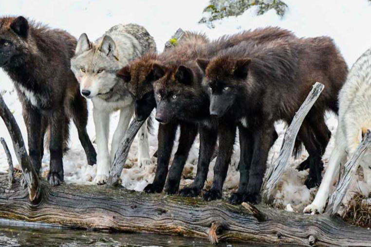 Wolves Stand Together In A Pack At The Water's Edge In Yellowstone National Park