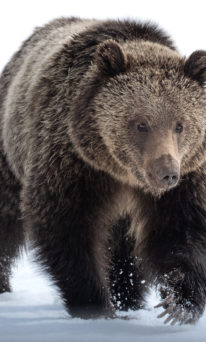 grizzly bear.