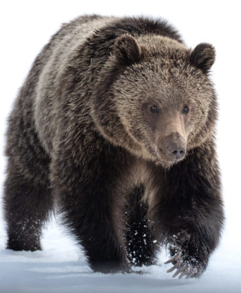 grizzly bear.